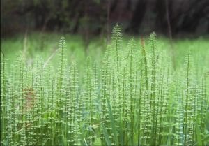 Horsetail – Horsetail or Equisetum hyemale is a medicinal plant dating back to ancient Greek civilization. At that time, it uses to treat ulcers, wounds, and kidney issues. The appearance of this plant is like that of small green bamboo. This herb contains silica, an essential component of the health of our skin, hair, and bones. Silica promotes collagen formation and also helps to improve the texture of the skin. It also contains a host of beneficial bioflavonoids & antioxidants that mitigate & prevent free radical damage- making this plant a power punch against aging.