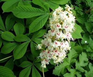 Horse Chestnut Herb