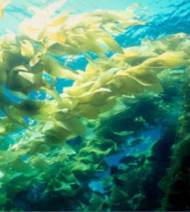 seaweed-chlorella FI