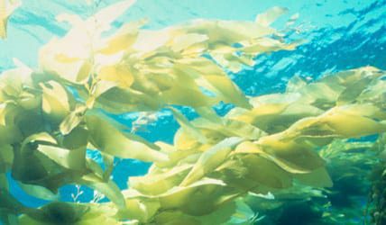 Seaweed-chlorella FI