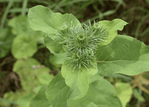 Burdock Root