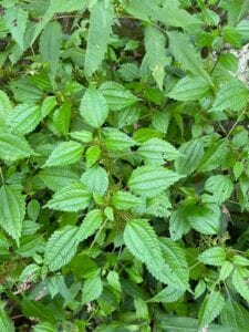 Stinging Nettle
