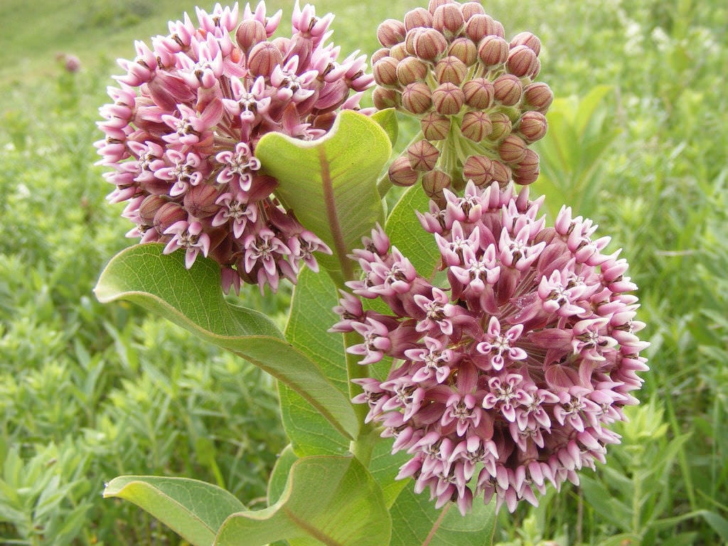 Asclepias-syriaca-Common-silkweed Sillweed