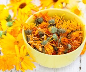 Health care was first a family affair and closely tied to both familial and spiritual life, and second, a down-to-earth collaboration with whatever happened to be growing outside the doorstep, whether it was ground ivy (Glechoma hederaceae) for a good night’s sleep or marigold wash (Calendula officinalis) for a skin rash.