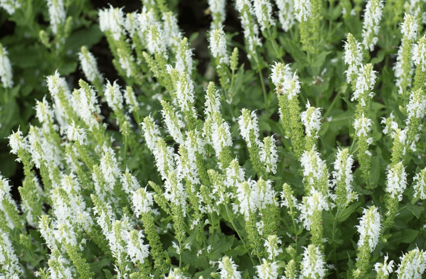 White Mint White Mint