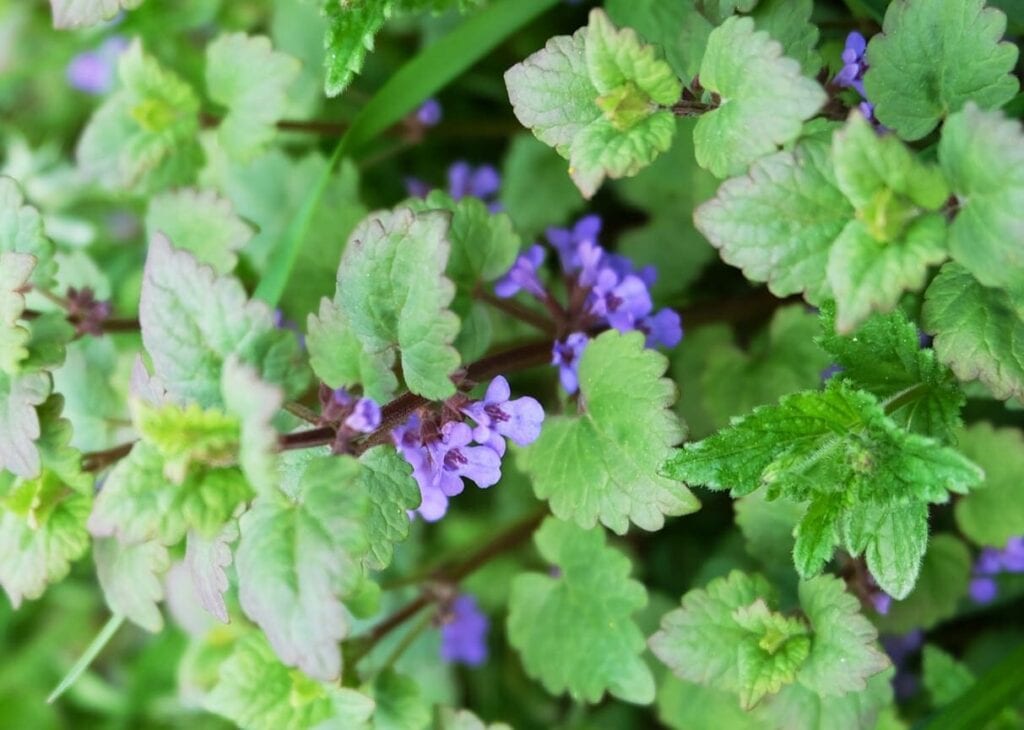 catnip-prop Sillweed