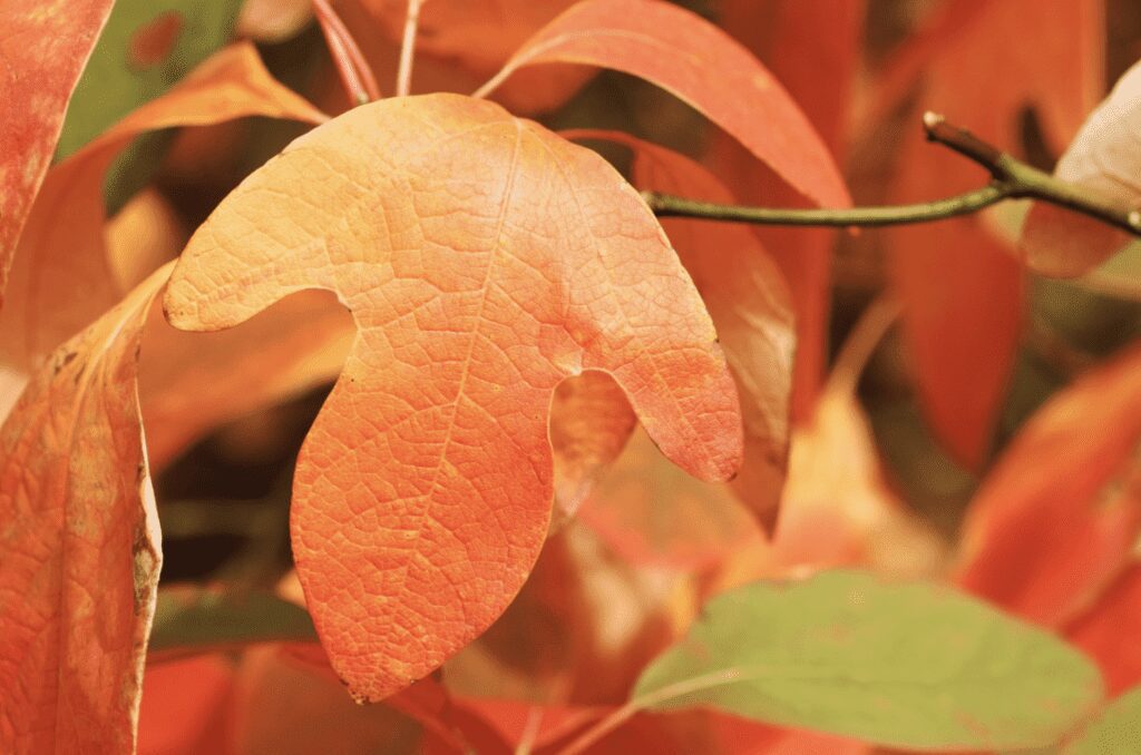 sassafras Sassafras