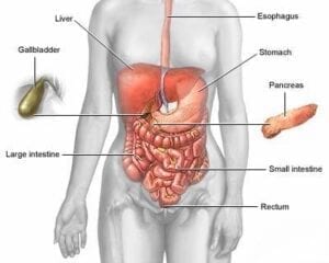 Gut health and the skin 