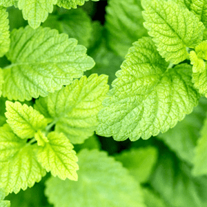 Lemon Balm - Hydrating Recovery Mist