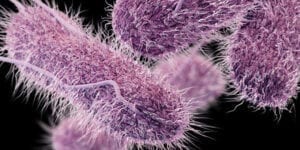 An illustration depicts drug-resistant Salmonella serotype Typhi bacteria.CDC