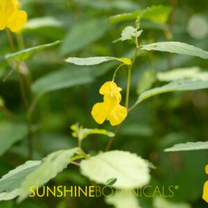 Jewelweed on the Trail