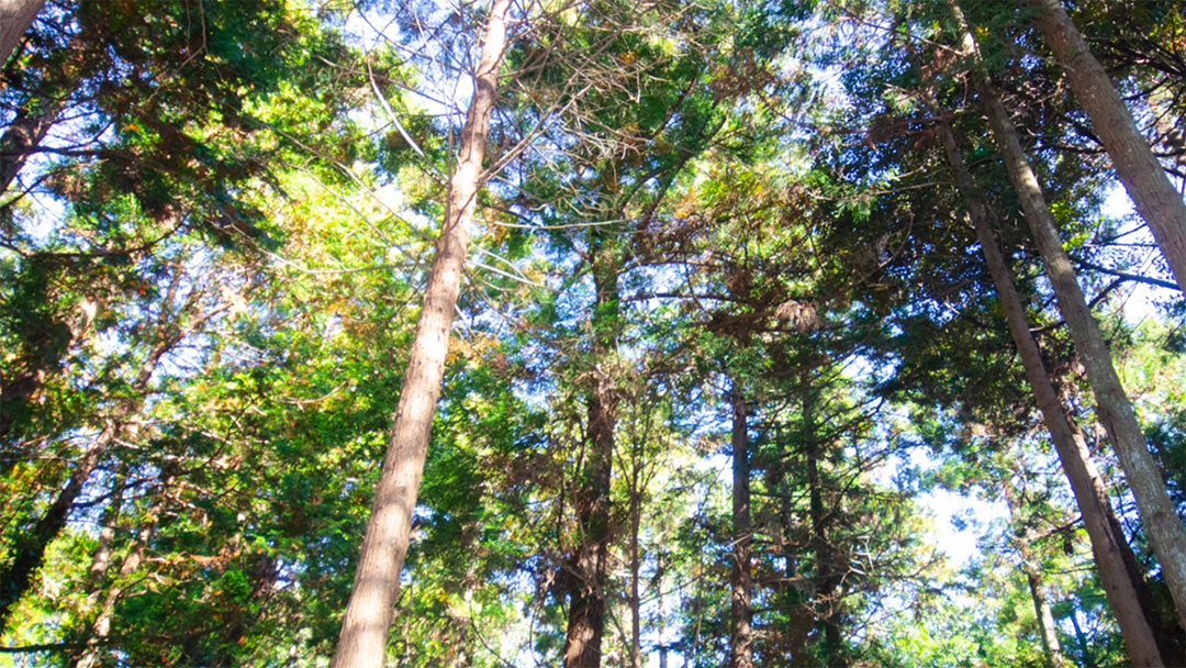 Forest Bathing: Clean from the Inside Out