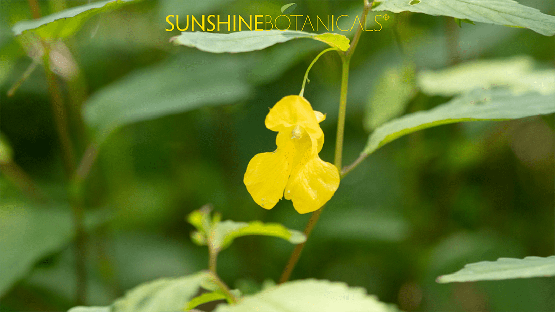 Jewelweed: Toxic or Terrific? 