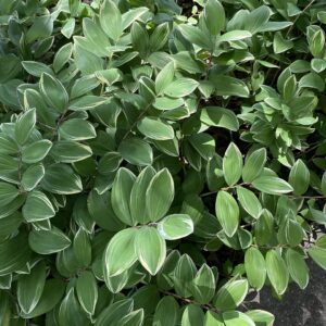 Solomon's Seal