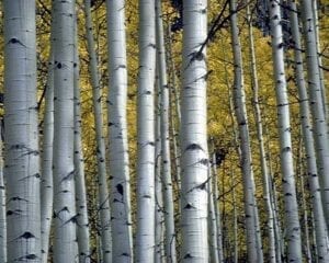 White Birch