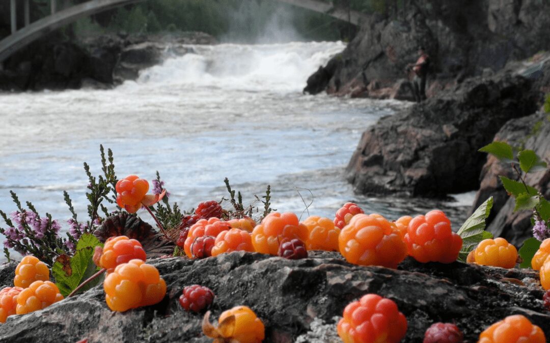 Cloudberry Seed: Toxic or Terrific?