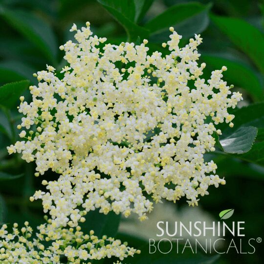 1Elderberries - Blooms