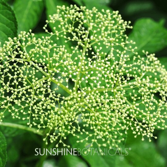 2Elderberries - stage 2 Early Fruit