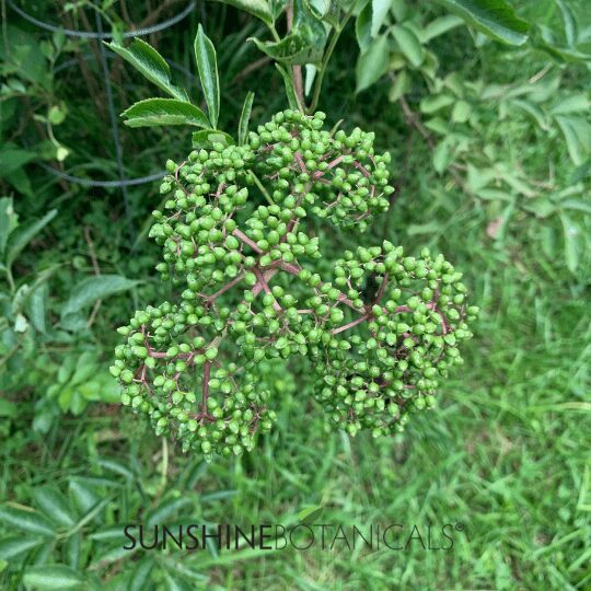 3Elderberries - stage 3 Two Months To Harvest