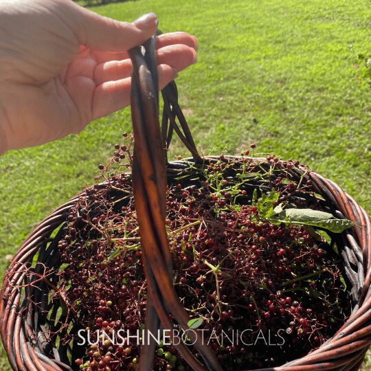 5Basket of elderberries