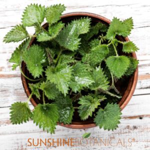 Stinging Nettle