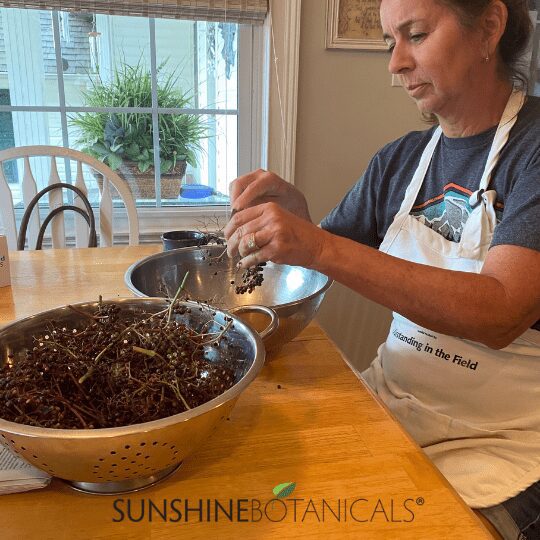 cleaning elderberry