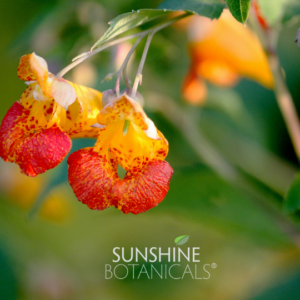The best option for truly healing rashy, itchy, red, and irritated skin is gentle, soothing ingredients that the body recognizes. Enter herbs. A phytochemical compound Lawsone, contained within the Jewelweed plant, works effectively as an anti-inflammatory, evening the tone of the skin by combatting redness and possessing some natural antihistamine components which serve to quiet and balance the body's histamine reaction without blocking it entirely. This delicate dance between the physiological histamine system and the herbs is synergistic and seamless. Herbal antihistamines, unlike over-the-counter versions, allow the body to run its course and trust its own process without the chemical interference of a compound so harsh as diphenhydramine.