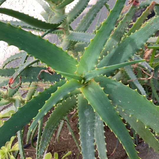 Aloe