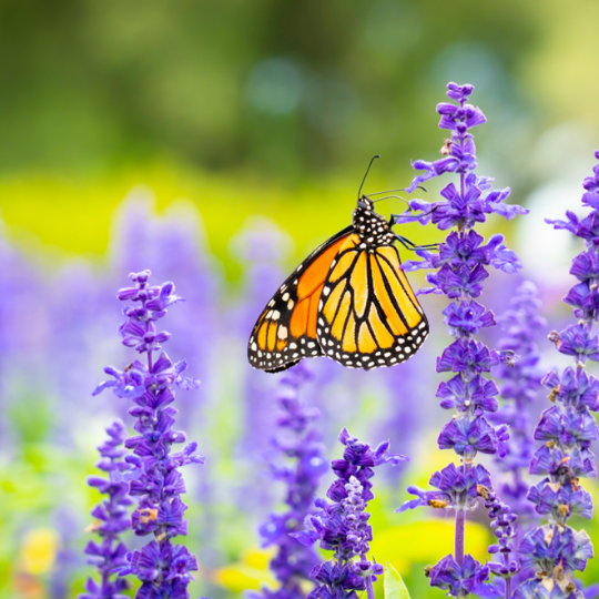 Butterfly bush