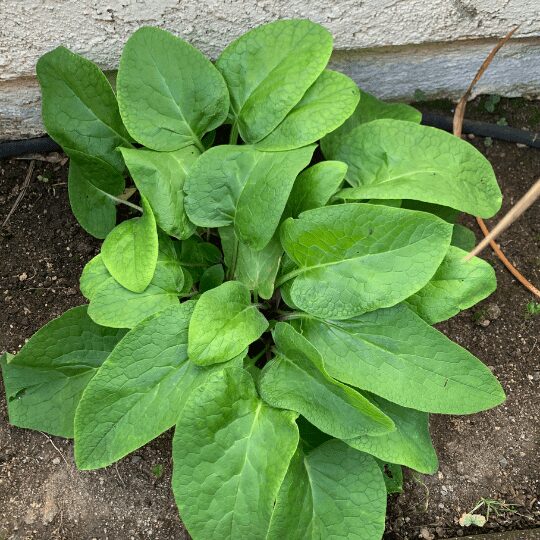 Comfrey