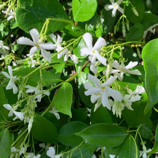 Jasmine