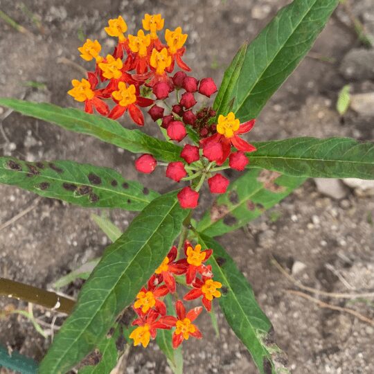 Milk Weed