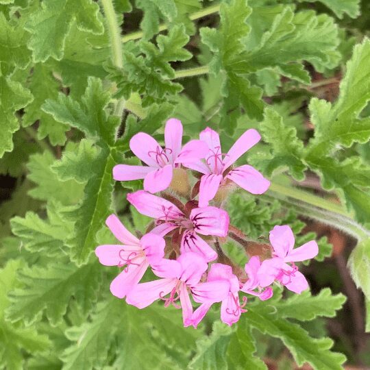 Rose Geranium,