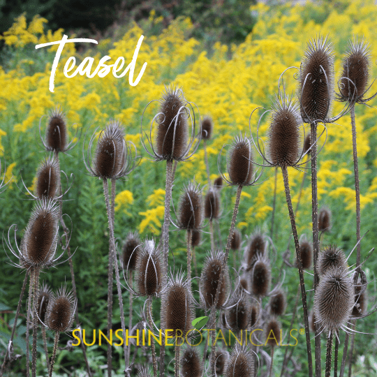 Teasel field Teasel field