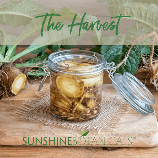 Teasel the harvest Teasel Harvest| Sunshine Botanicals