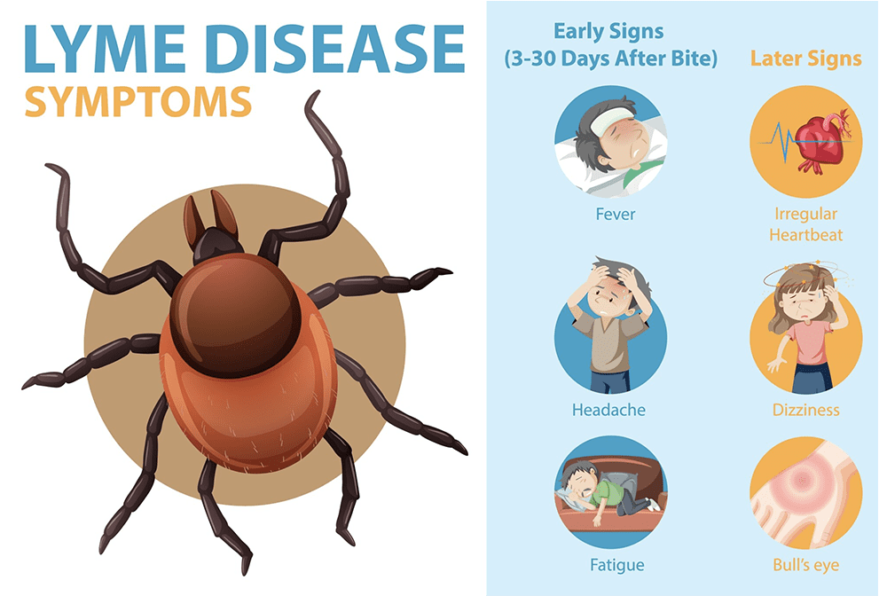 lyme disease Lyme Disease - teasel | Sunshine Botanicals