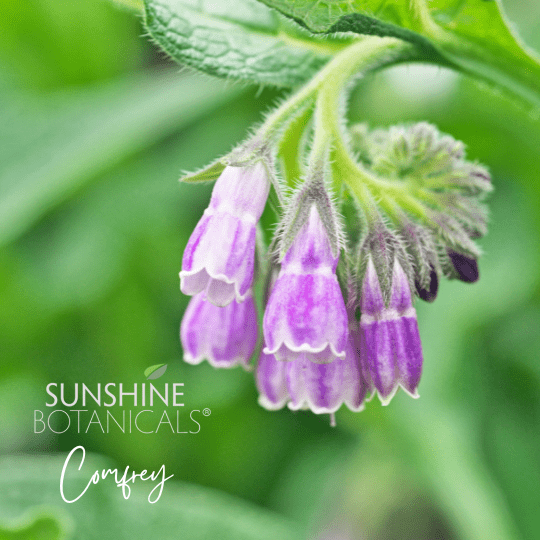 Comfrey